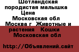 Шотландская породистая малышка › Цена ­ 2 500 - Московская обл., Москва г. Животные и растения » Кошки   . Московская обл.